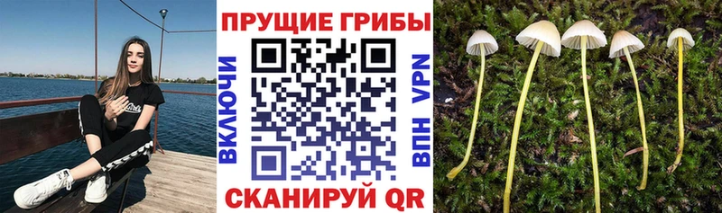 Галлюциногенные грибы Psilocybe  Ессентукская 